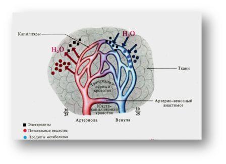 Микардин правильное питание